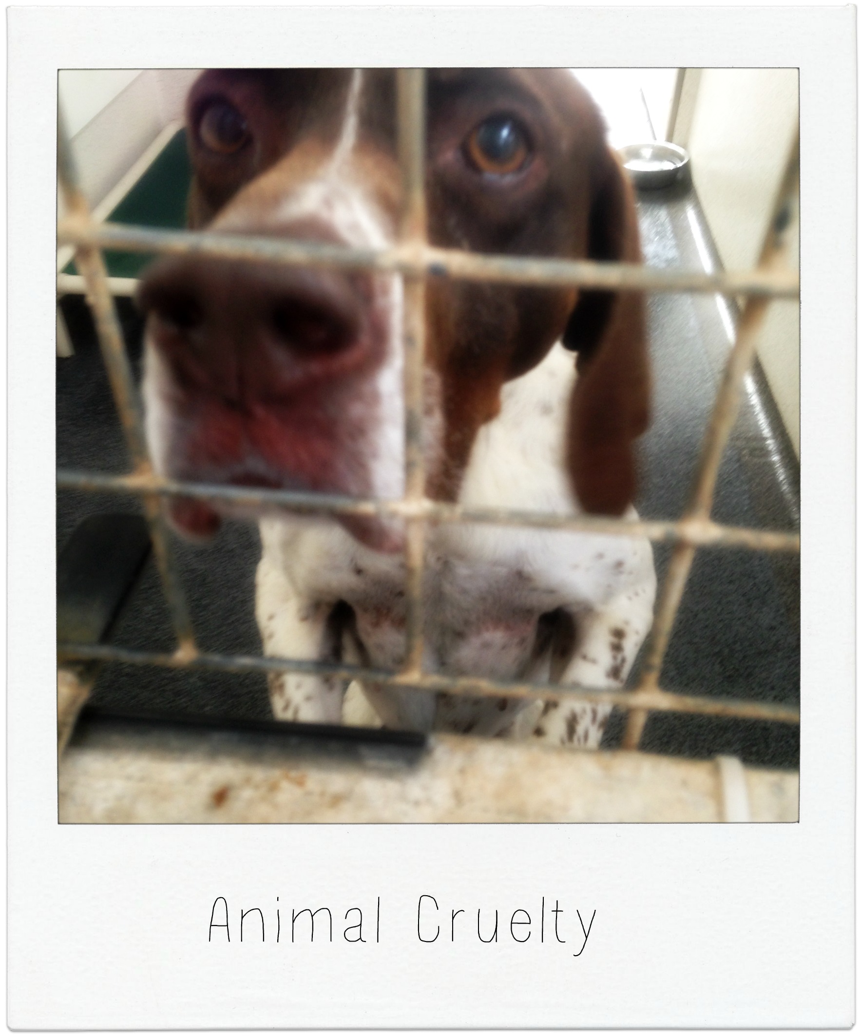 Animal Cruelty Information